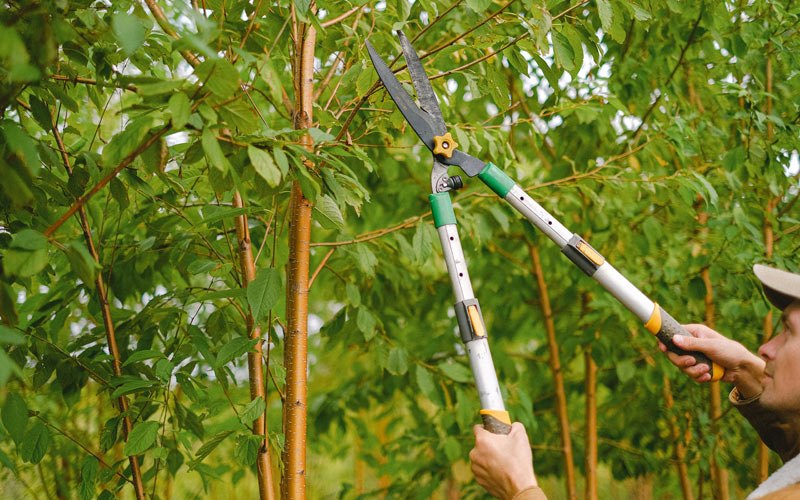 Tree trimming in Golva, ND