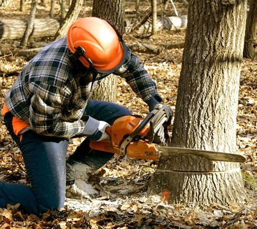 Tree Removal in Golva, ND
